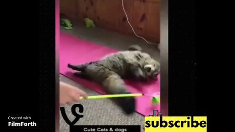 The Funniest Cat Compilation Ever! #1 funny cats and dogs Funny cat funny animals funny dogs trend