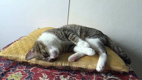 A Very Cute Affectionate Cat