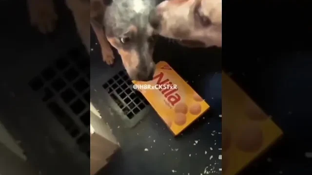 Cat and Dogs run the show LOL #Shorts