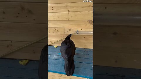 I always said Crows are the smartest birds. what do you think