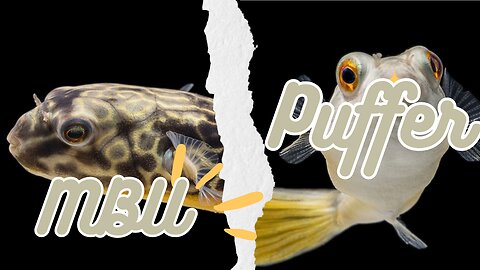 Greg The MBU Puffer