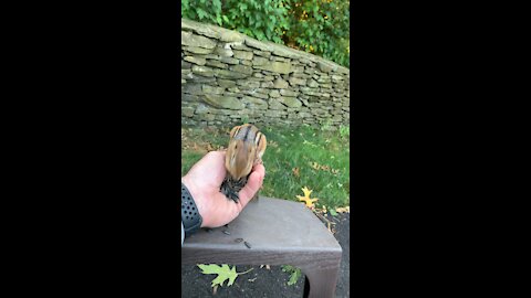 Feeding the chipmunk