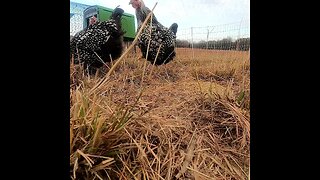 Chicken cam!!🐔🐔🤠😄 #shorts #animals #farm #homestead