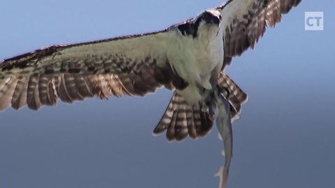 Man Snaps '1-in-a-Trillion' Shot of Hawk Carrying Shark That's Carrying Fish