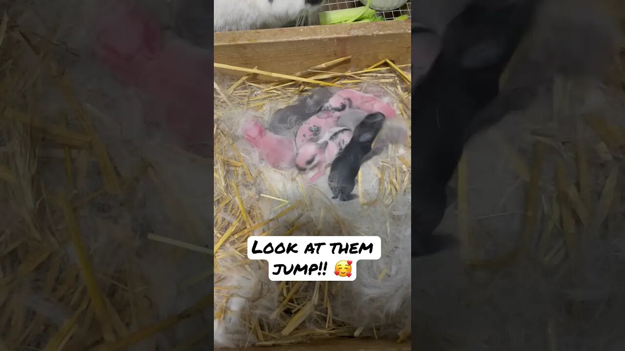 Baby bunnies act like popcorn… (Look at them JUMP!) 🥰 #shorts #animals #babyanimals