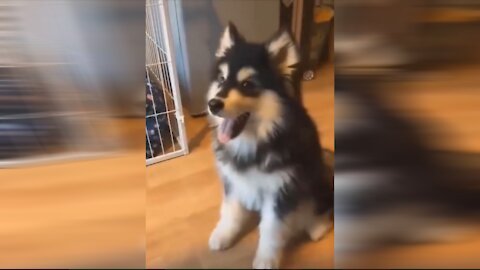 Cute puppy greeting his owner with a handshake