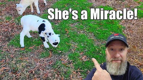 The Miracle Lamb!