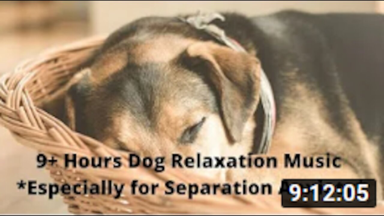 05 - 9+ Hours Dog Relaxation Music, Especially for Separation Anxiety. (For People, Too!)