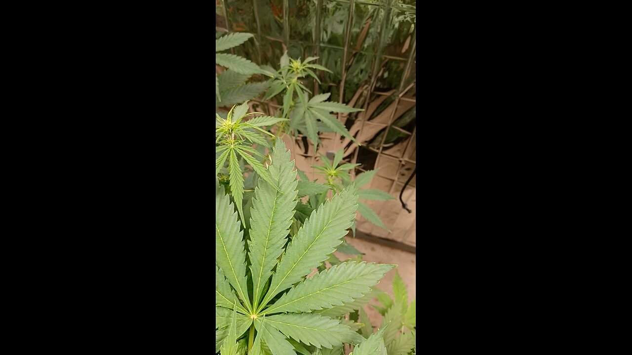 fat banana auto flower