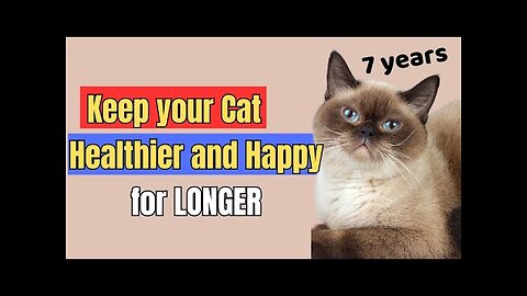 10 Proven Senior Cat Care Tips That Actually Work