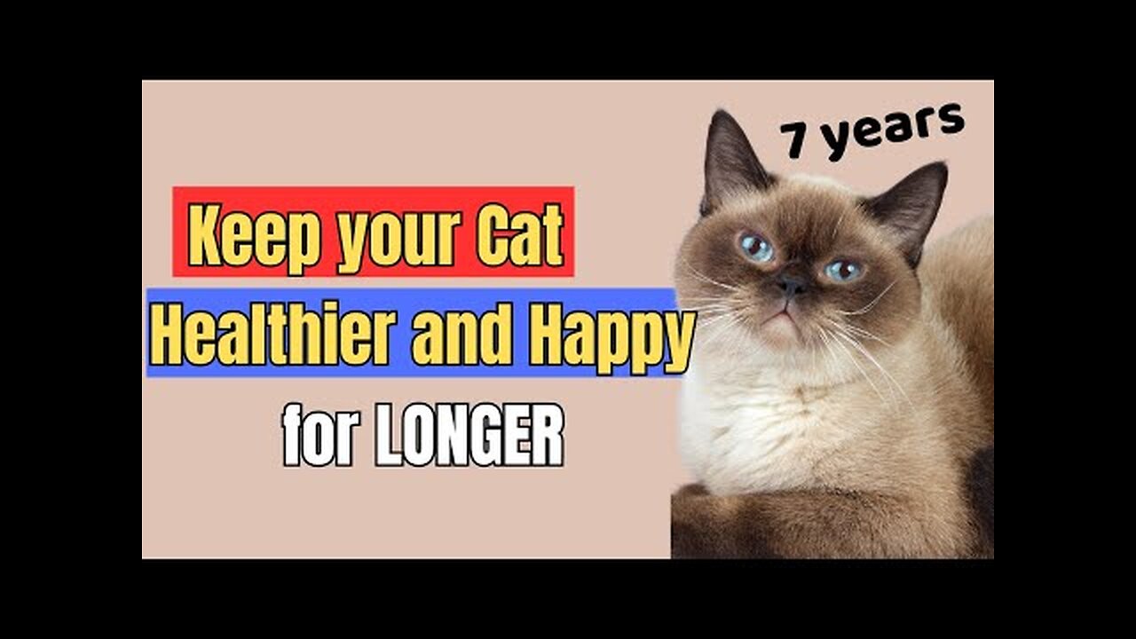 10 Proven Senior Cat Care Tips That Actually Work