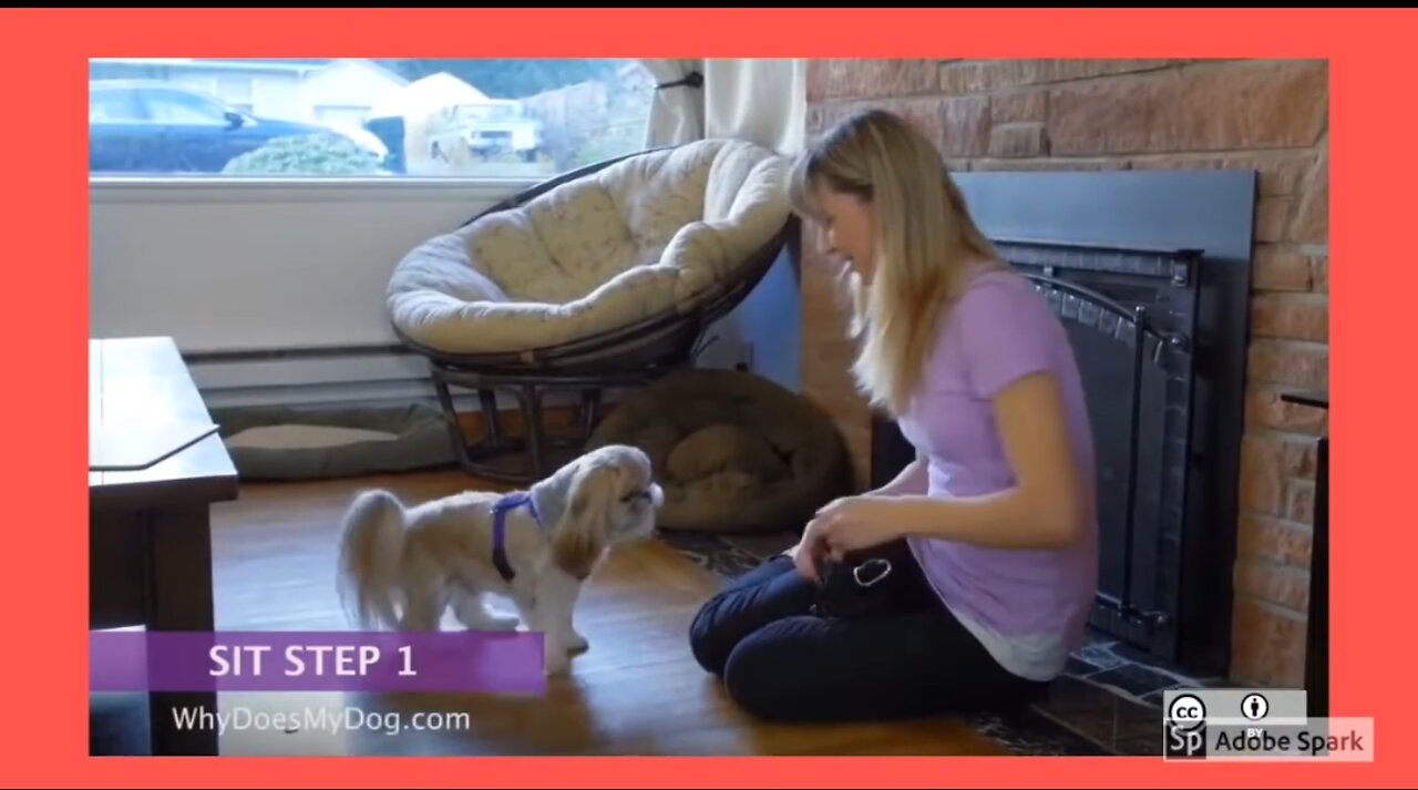 How to train your dog to sit - step 1 - dog training videos for beginners