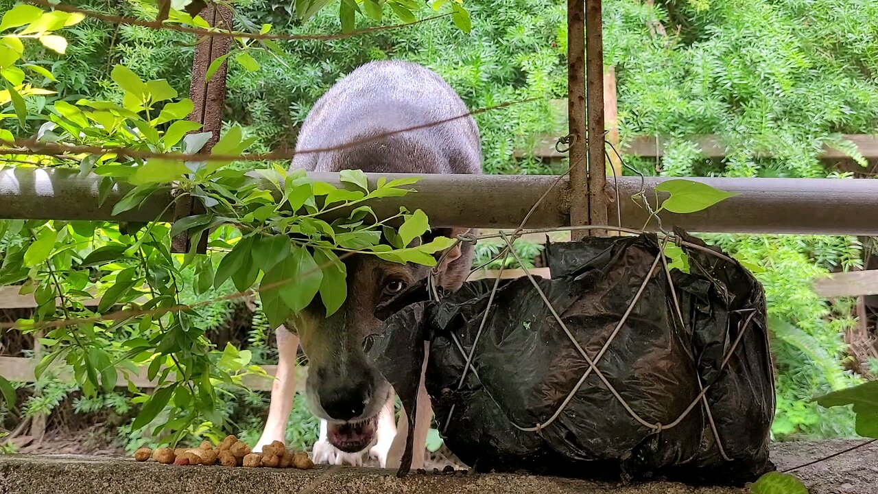 Dog life in Antigua Guatemala 🇬🇹