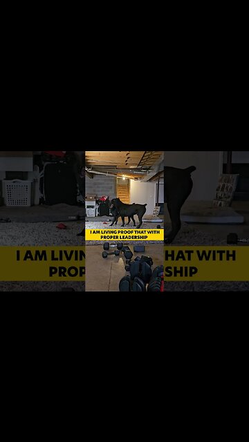 You CAN'T Have 2 Intact Male Dogs? #shorts #dog #viral