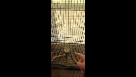 Parakeets are moving on up!