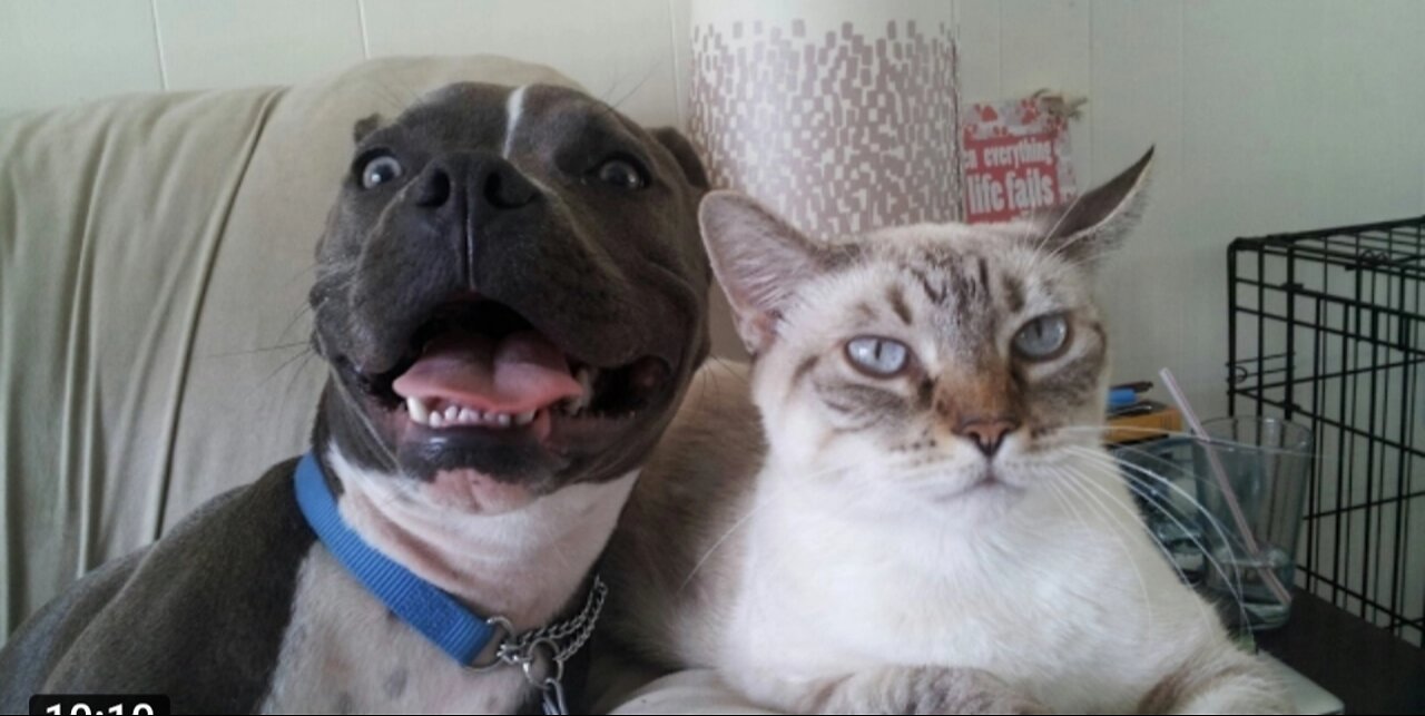 Watch the beauty of this cat and dog