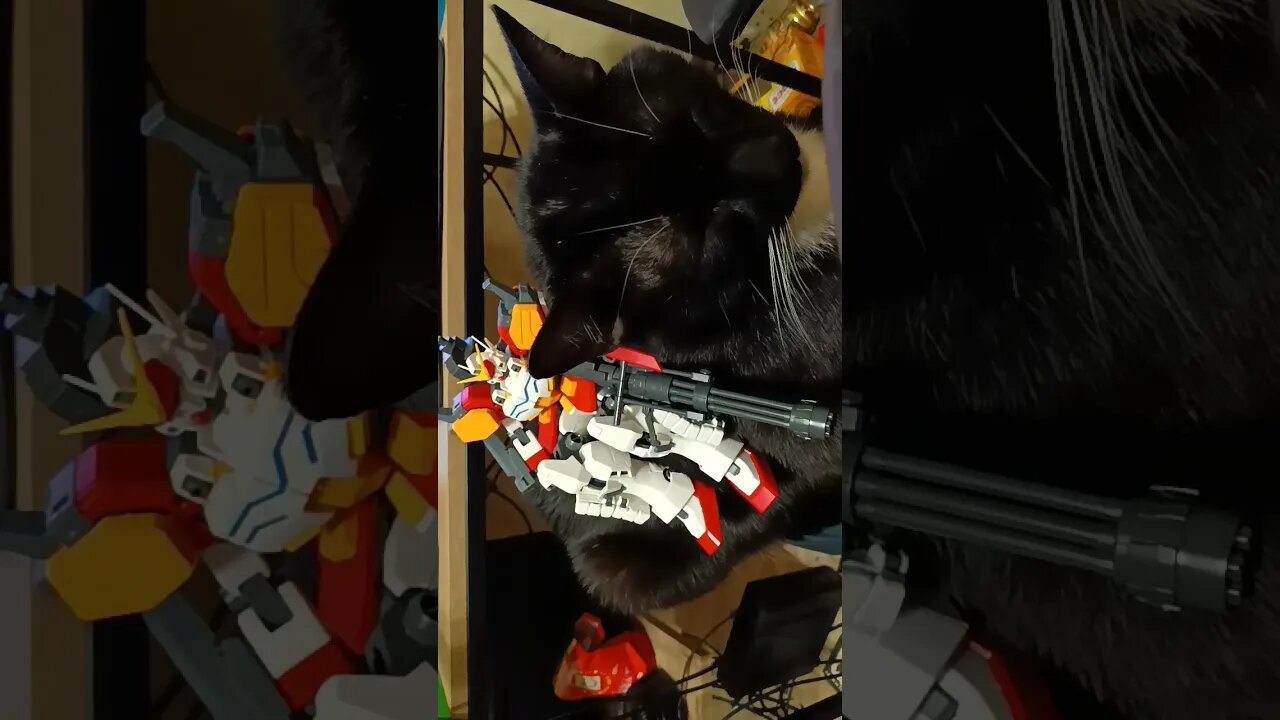 kitty has Gundam #shortsfeed #kittycat #shortsvideo #gundam #kitty #youtubeshorts #