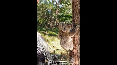 Koala bear returning home