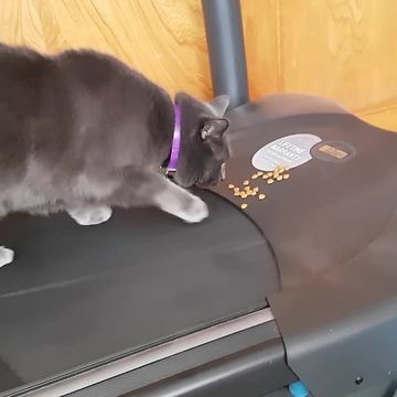 Cat Walks On Treadmill In Order To Get Treats
