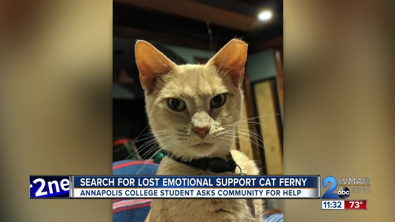 Annapolis college student searching for lost emotional support cat