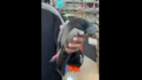 Florida Man Brings Dead Pigeon Into Gift Shop