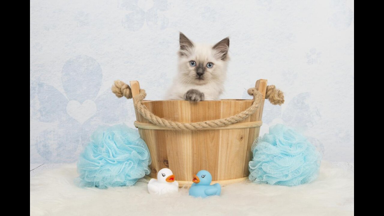 2 Weeks Old Kitten First Bath