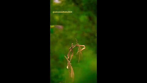 beautiful nature bird