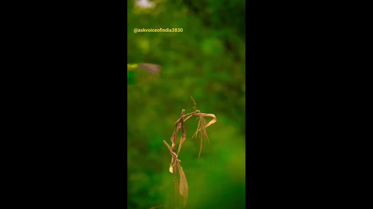 beautiful nature bird