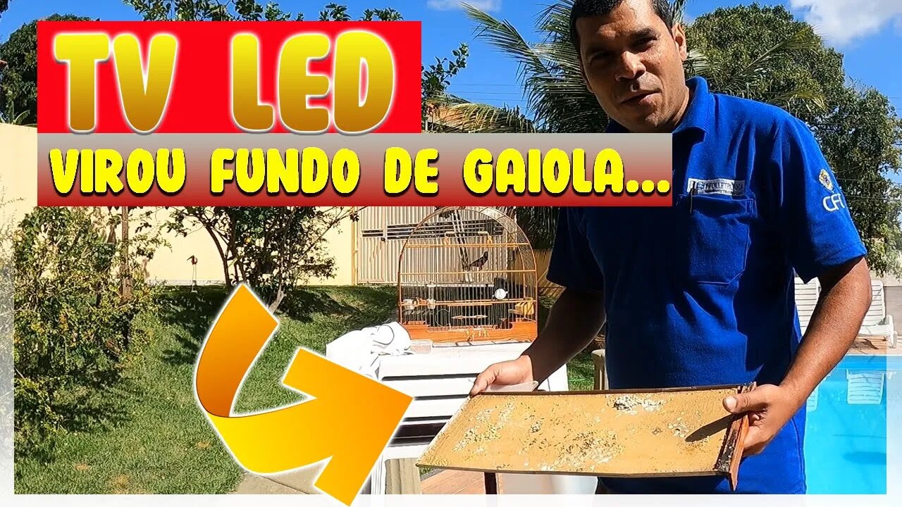 Tv de LED virou fundo de gaiola