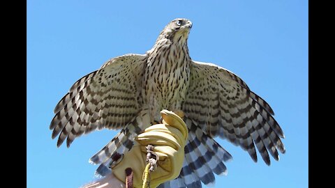 Falconry hunting hawks