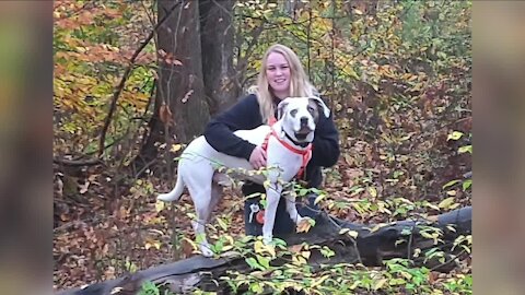 Therapy dog missing after rollover crash in Akron found safe, reunited with owner