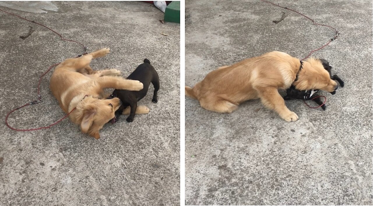 French Bulldogs and Golden Retriever