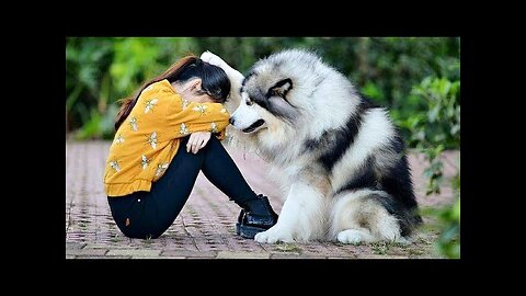 Funny Animal videos