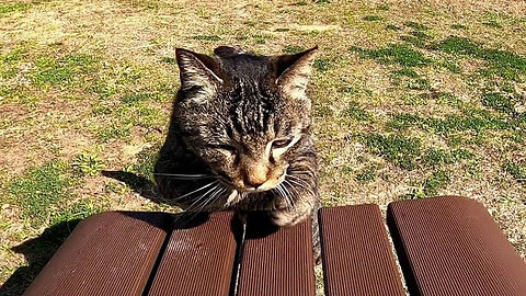 While I was sitting on the bench at the park, a stray cat came upon me and jumped up on my knees