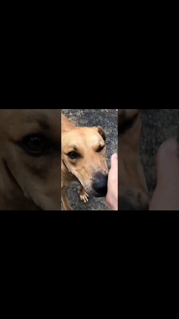 Rescue Dog overcoming fear of horses