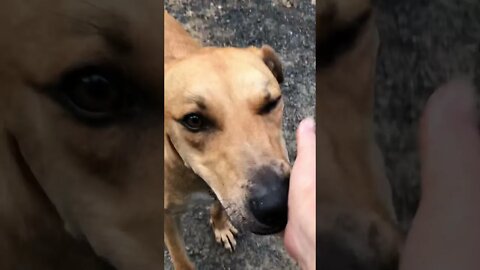 Rescue Dog overcoming fear of horses