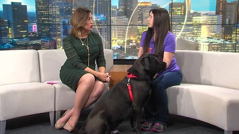 Pet of the Week: Snarfblatt