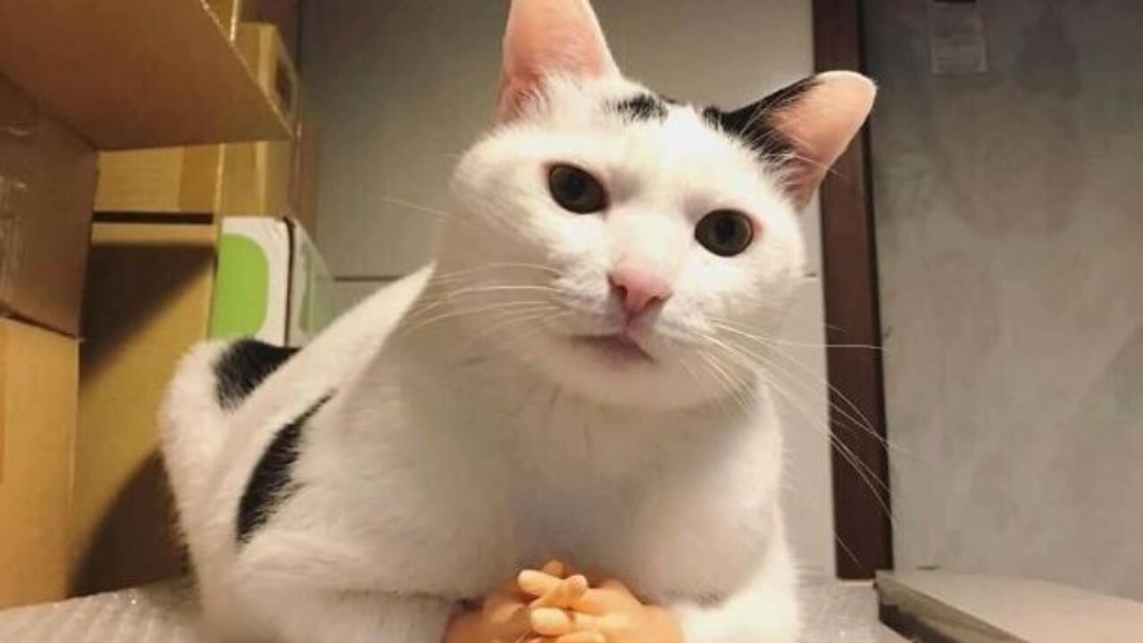 Funny ridiculous animals ( animals being animals ) .