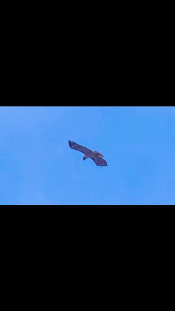 Beautiful hawk hovers in one spot with ease