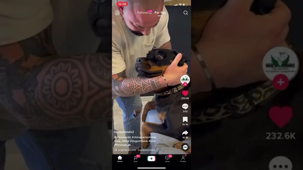 Chiropractor resets dogs neck and the dog was left speechless 🐶🤯🤣 #shorts #tiktok #dog