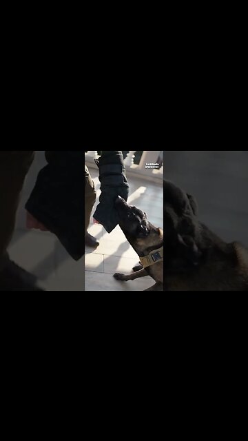 Insane Capabilities of K9 Dogs. Feat.PowerfulJRE