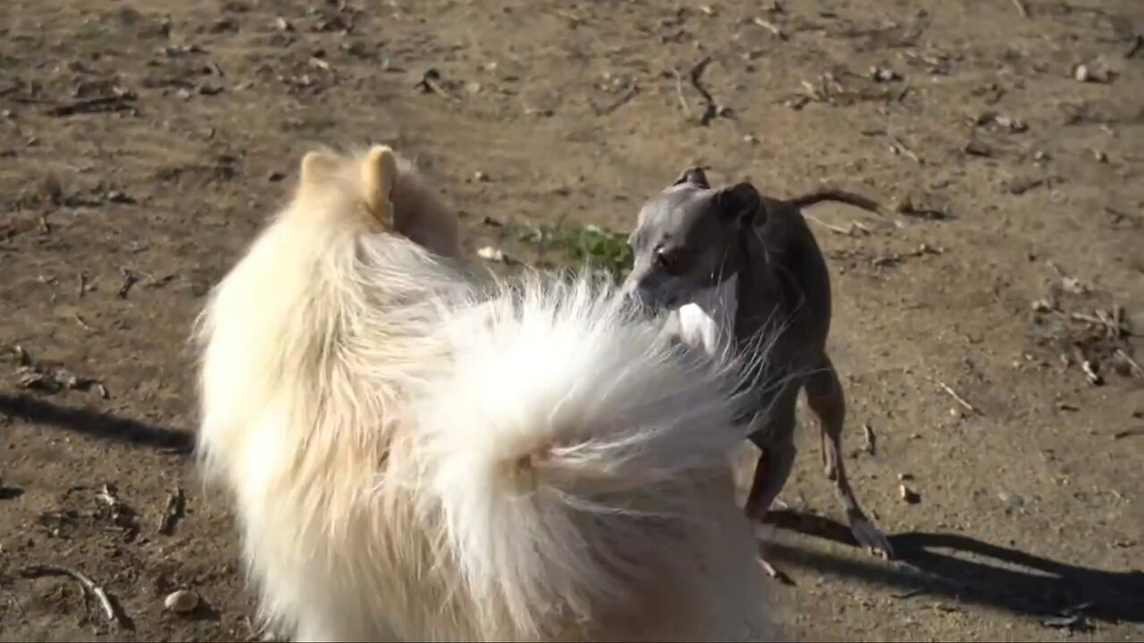 Filmed Dog playing in the dog park