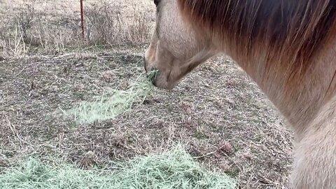 Wind Noise Creates Fear In Horses - Survival Instincts Go On High Alert When Hearing Is Lost