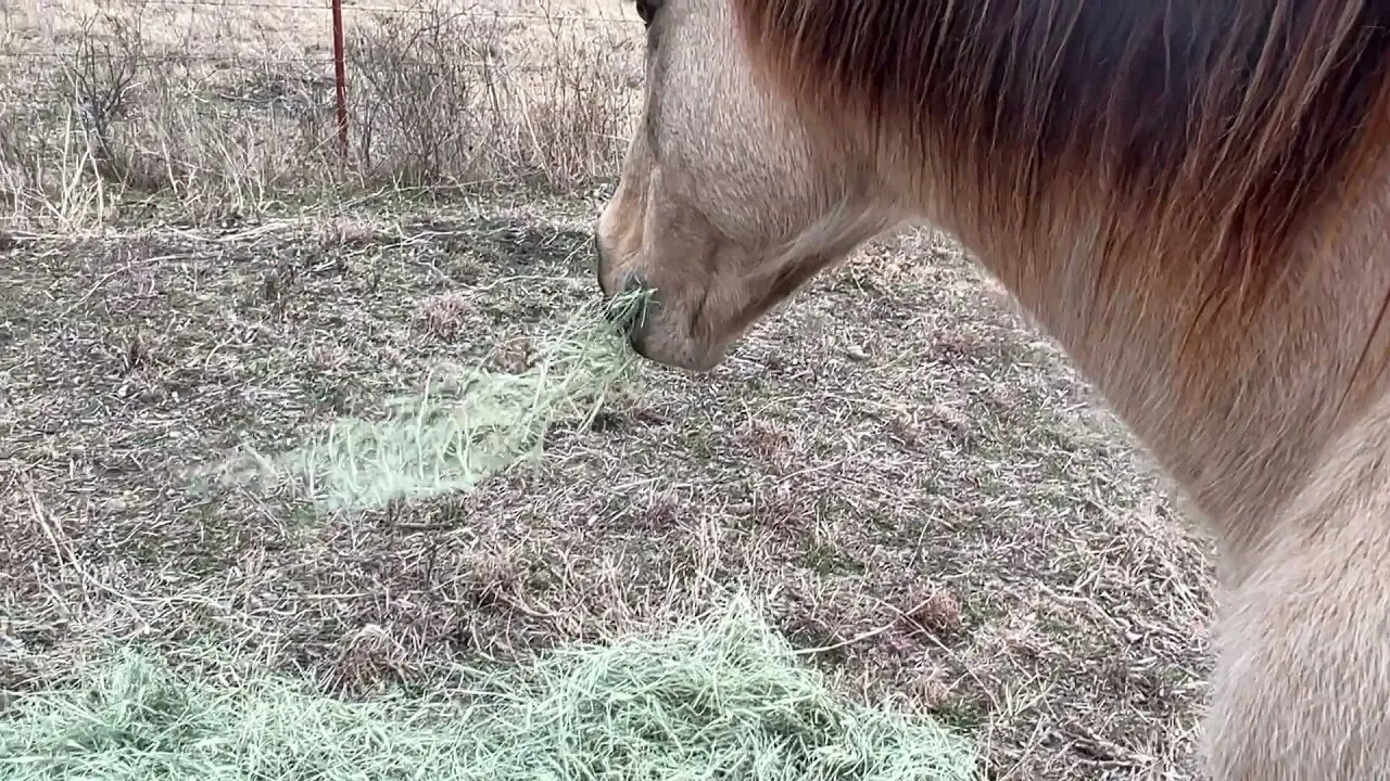 Wind Noise Creates Fear In Horses - Survival Instincts Go On High Alert When Hearing Is Lost