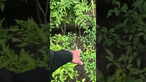 Garden Tour