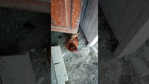 Good morning Rhiannon Rusty and P2. 2nd December 2022