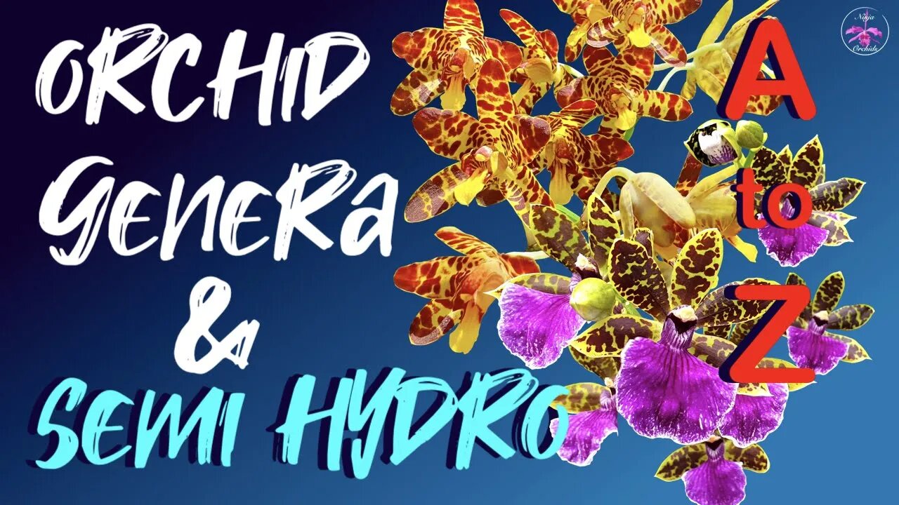 How to grow every Orchid Genera in Semi Hydro | Organic & Inorganic media #ninjaorchids #semihydro