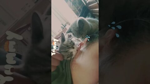 🐱Cutest Cats🐱kitten sucking ear