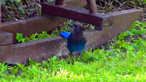 IECV NV #518 - 👀 Steller's Jay Eating Bugs In The Grass 5-3-2018