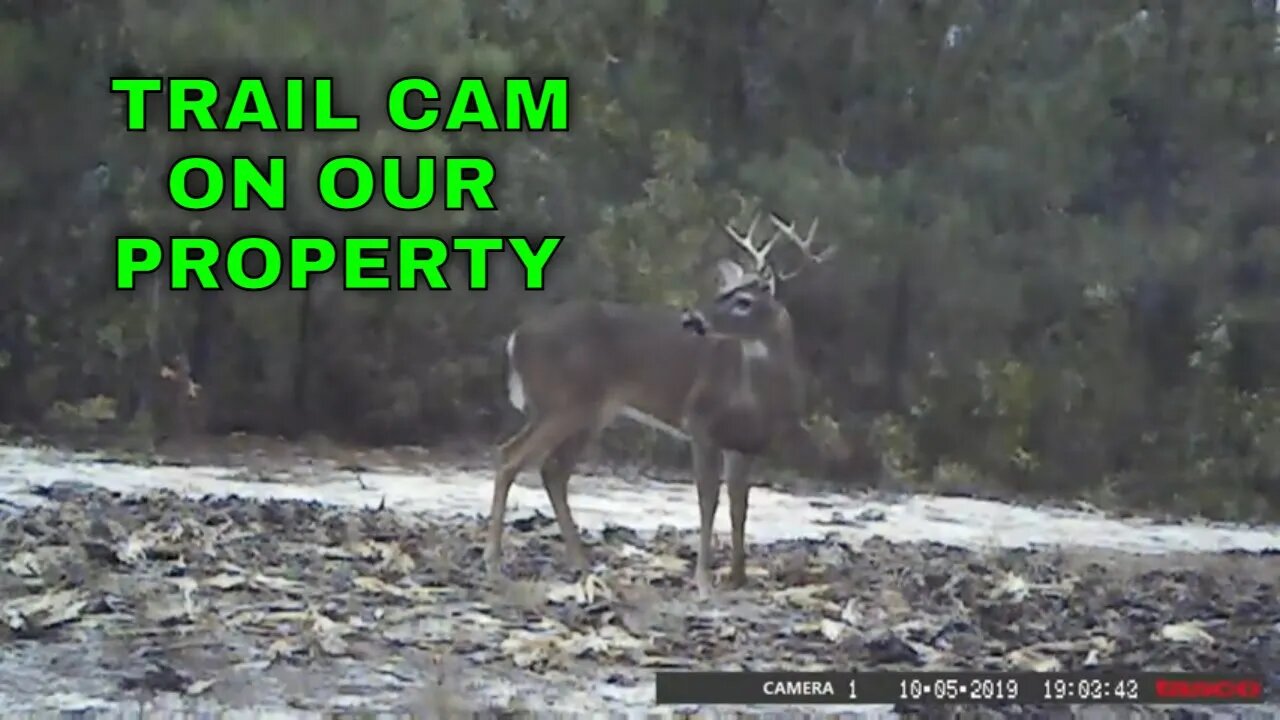 Tasco Trail Cam Footage. Deer on our property.